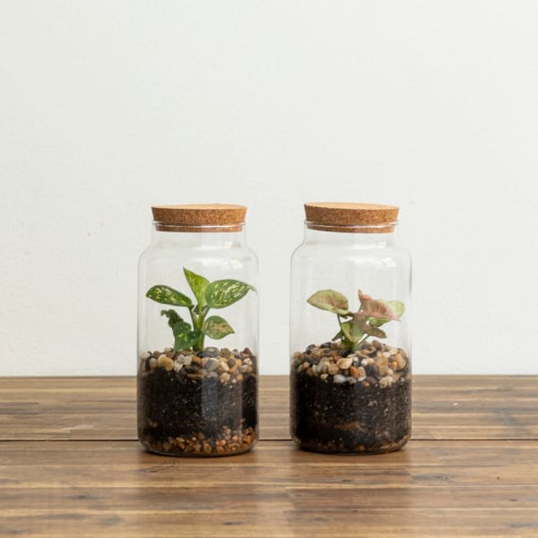 two terrariums
