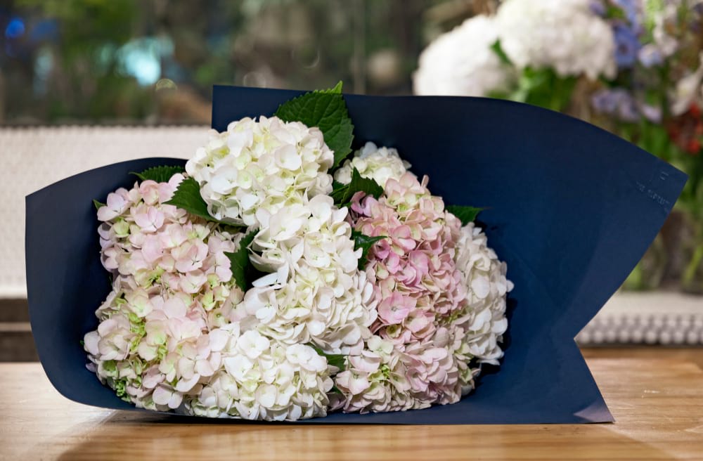 Hydrangeas 