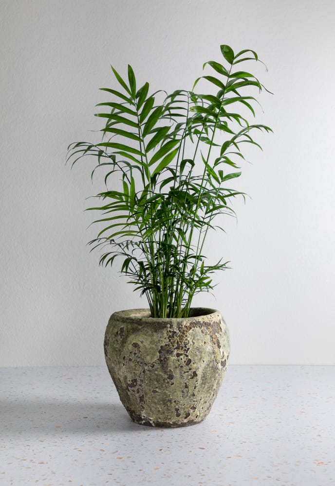 Parlour Palm & Atlantis Pot