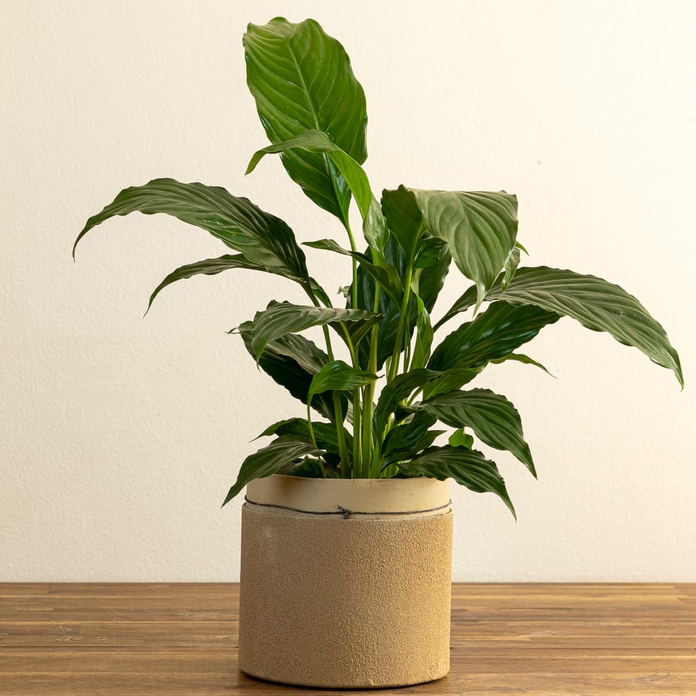 Peace Lily & Sandy Pot