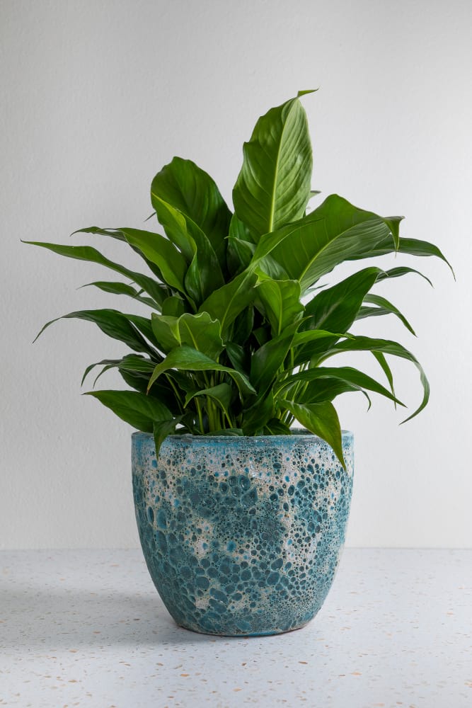 Lush Peace Lily & Seafoam Pot