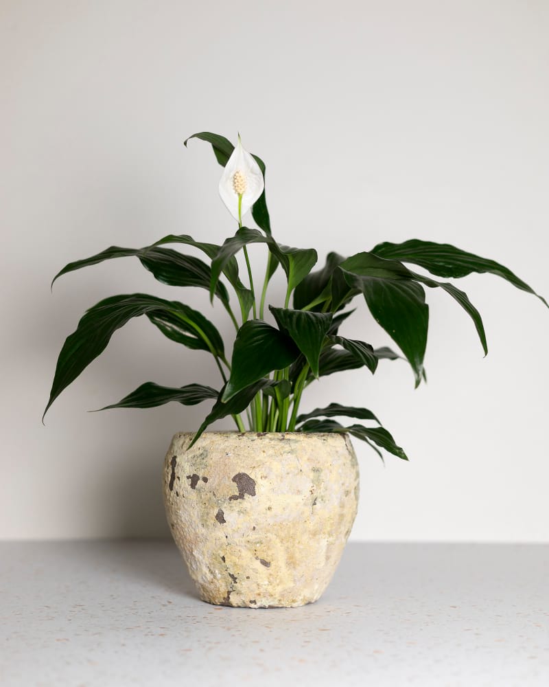 Peace Lily & Atlantis Pot