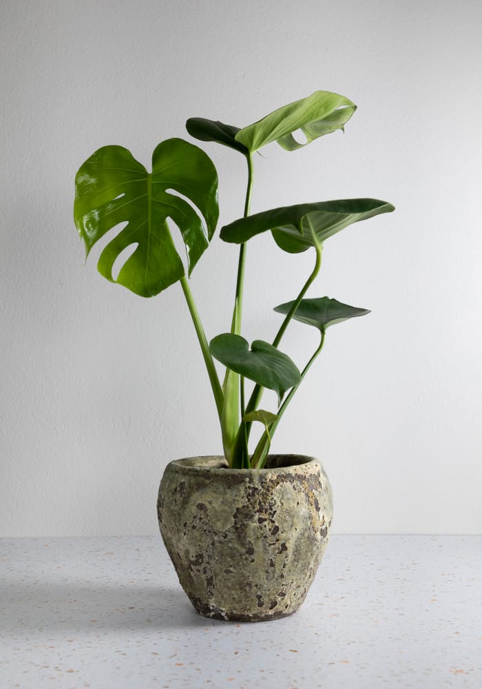 Monstera & Atlantis Pot