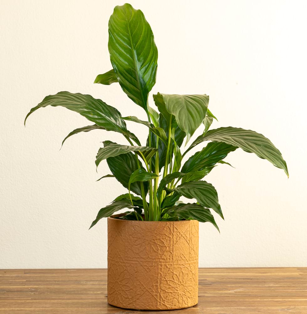 Peace Lily & Diwali Pot (Ochre)