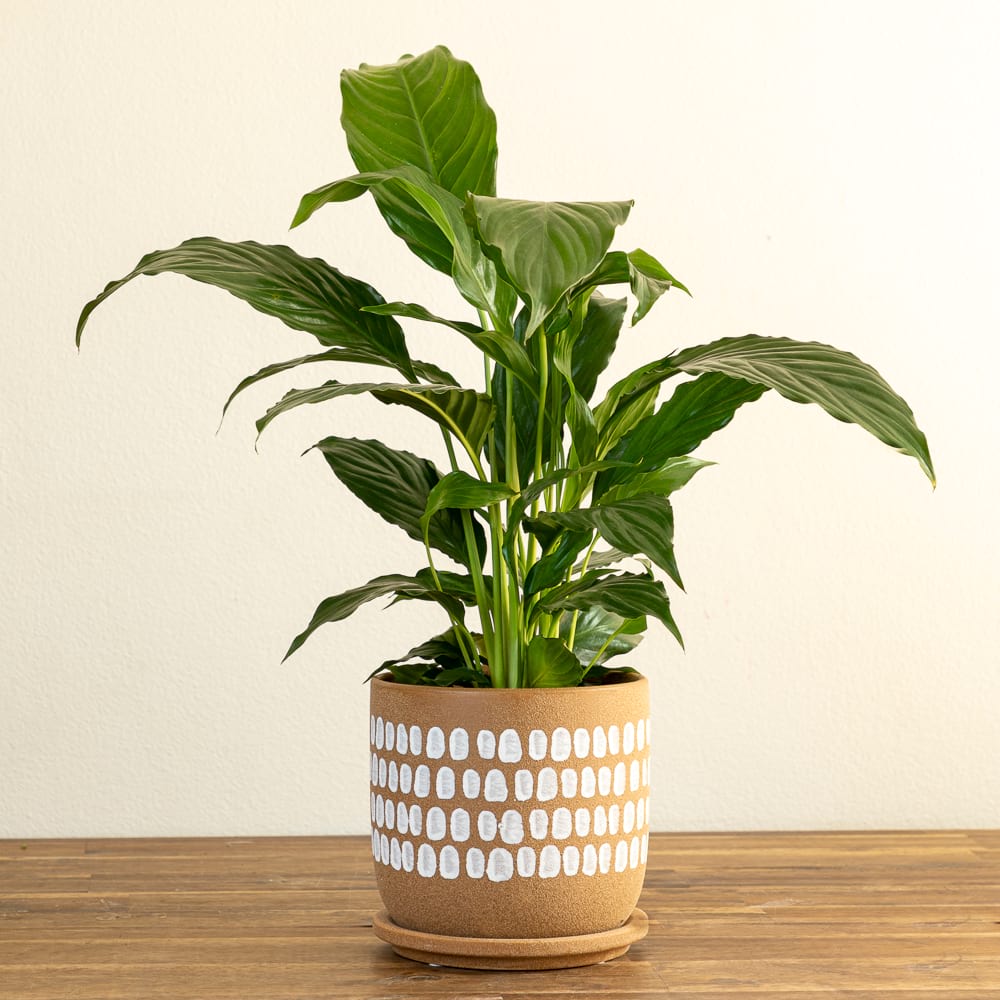 Peace Lily & Ceramic Planter