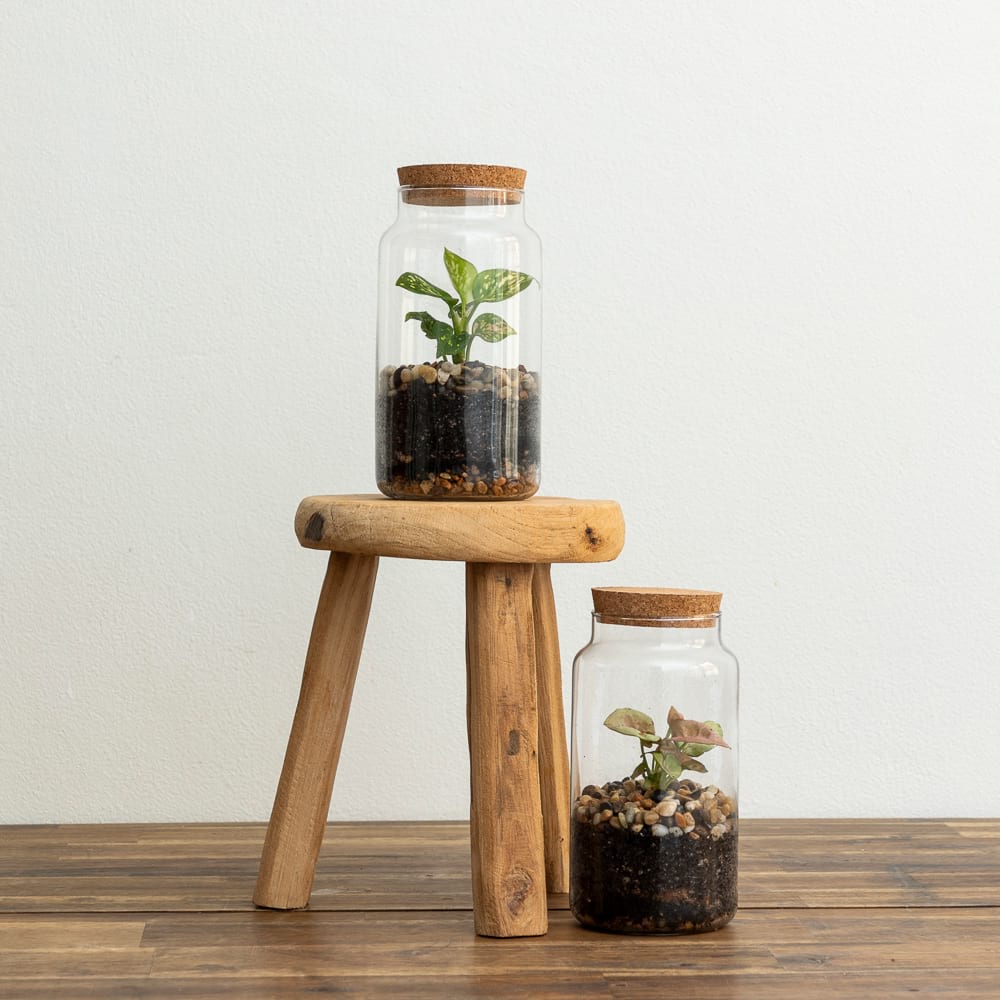 Twin Cork Terrariums