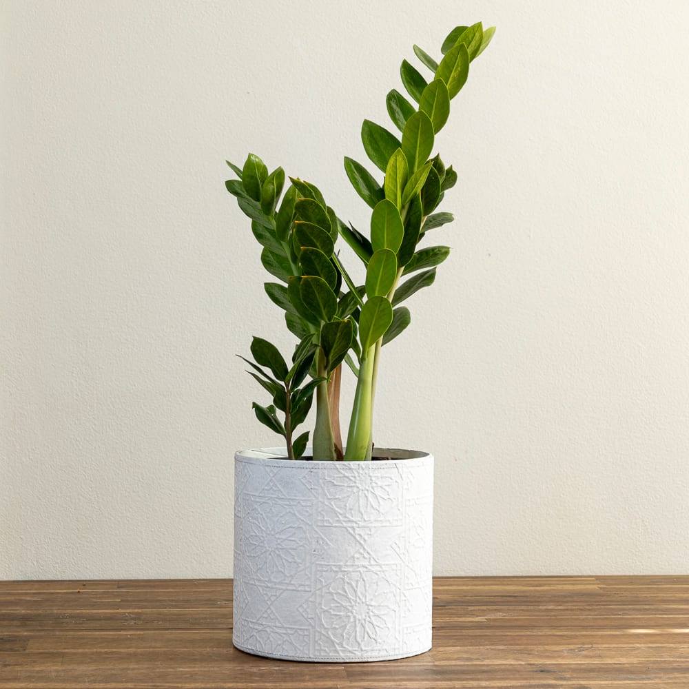 Zanzibar Gem & Diwali Pot (White)