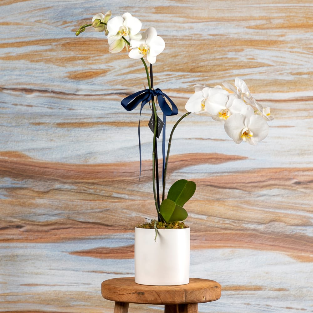 Potted Orchid