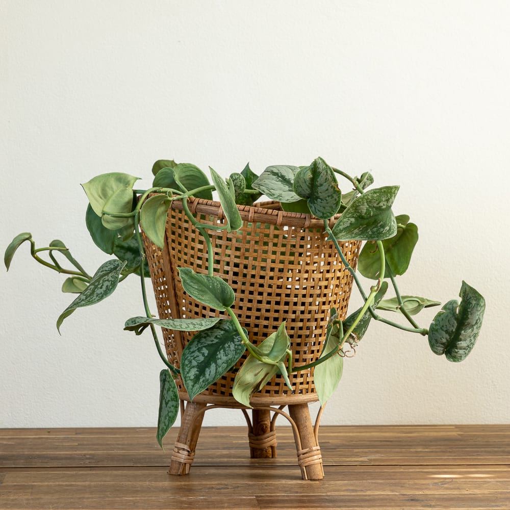 Satin Pothos + Rattan Planter