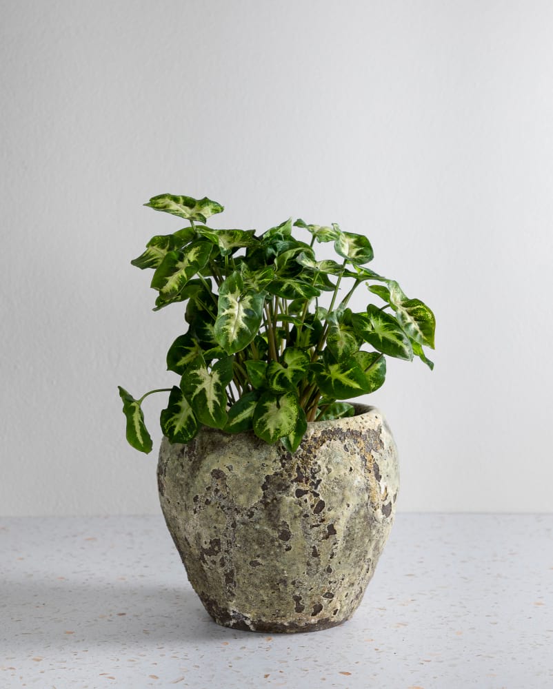 Arrowhead & Atlantis Pot