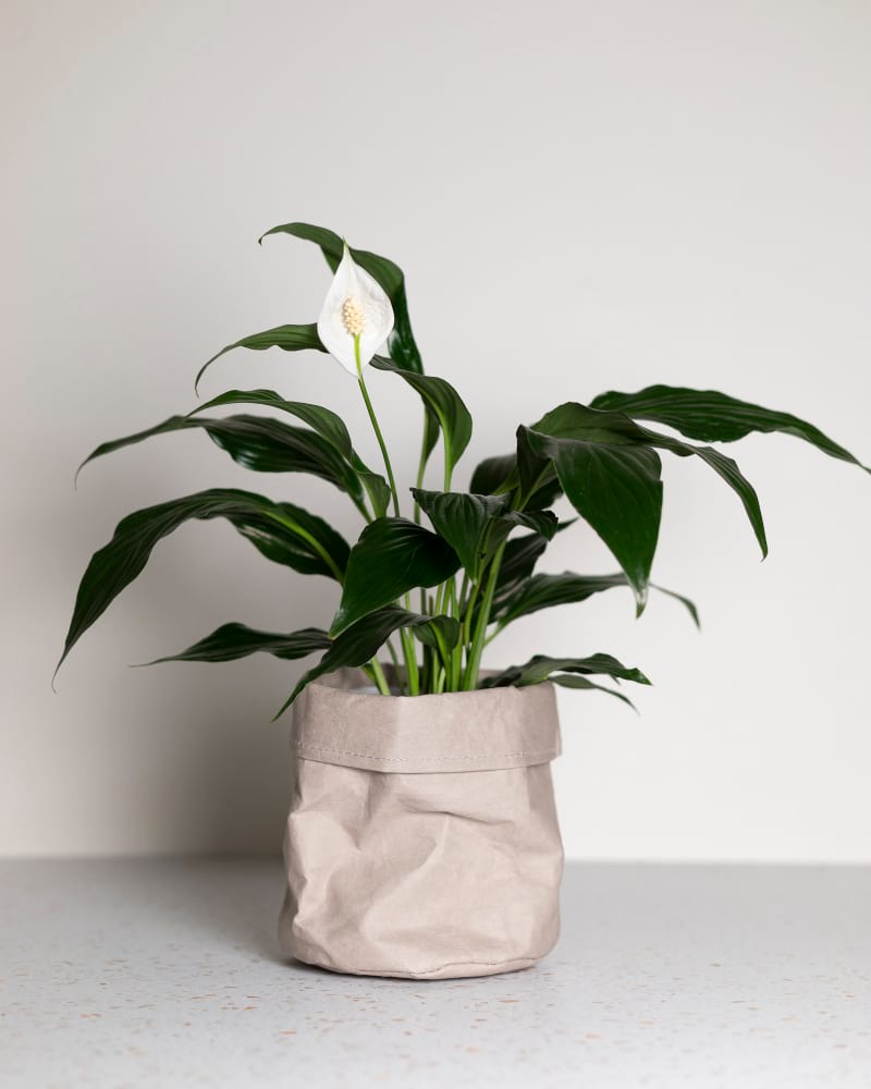 Peace Lily & Grey Washable Paper