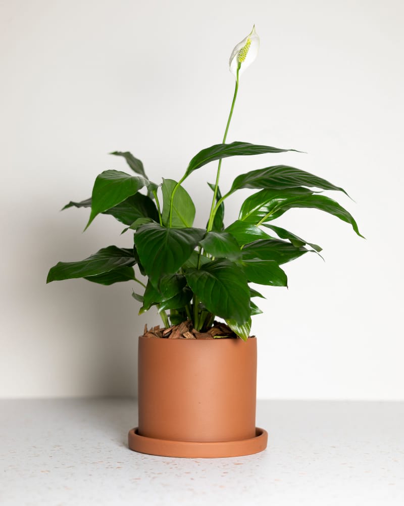 Peace Lily & Terracota