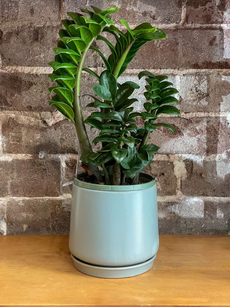 Zanzibar Gem & Self-Watering Planter (Green)