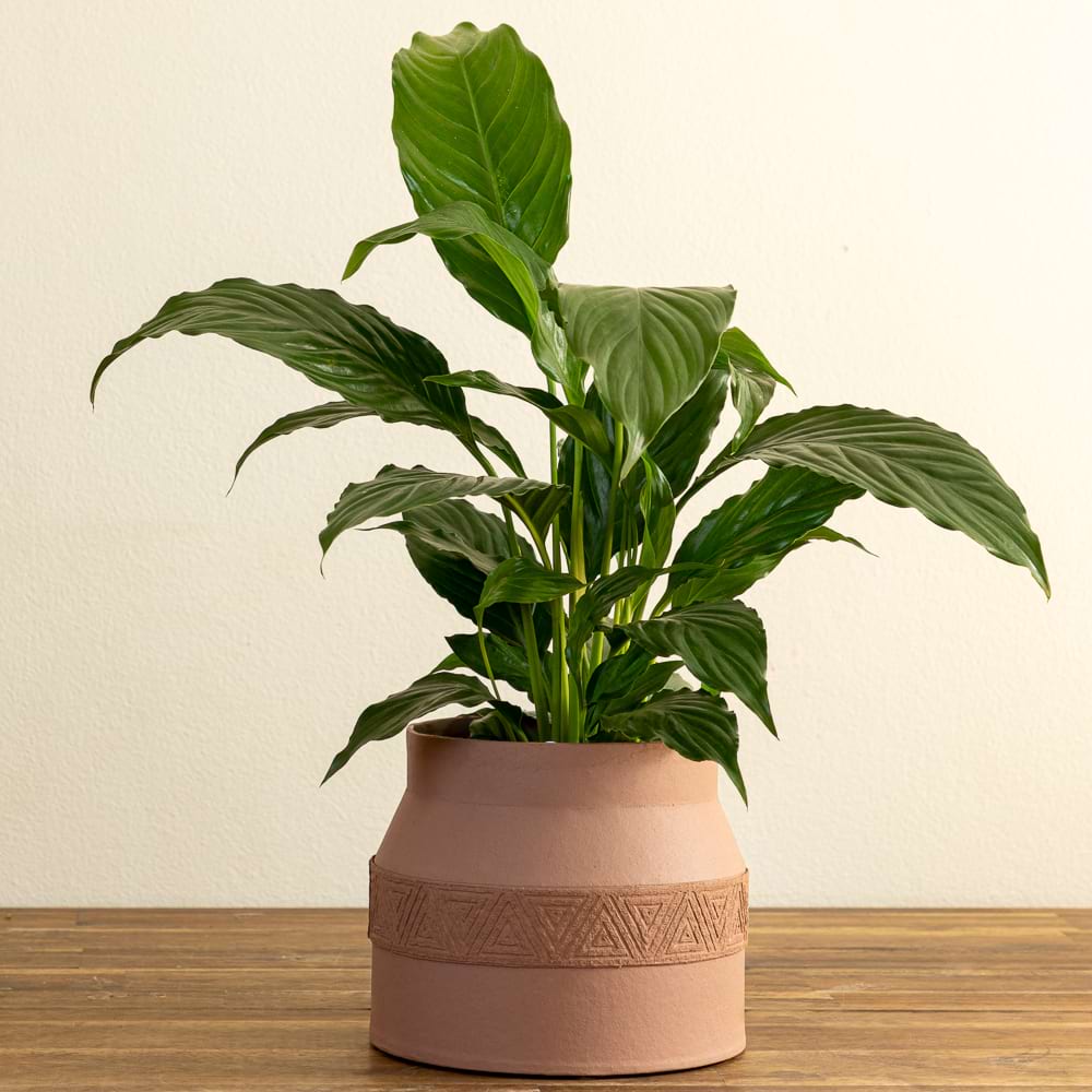 Peace Lily & Matki Pot