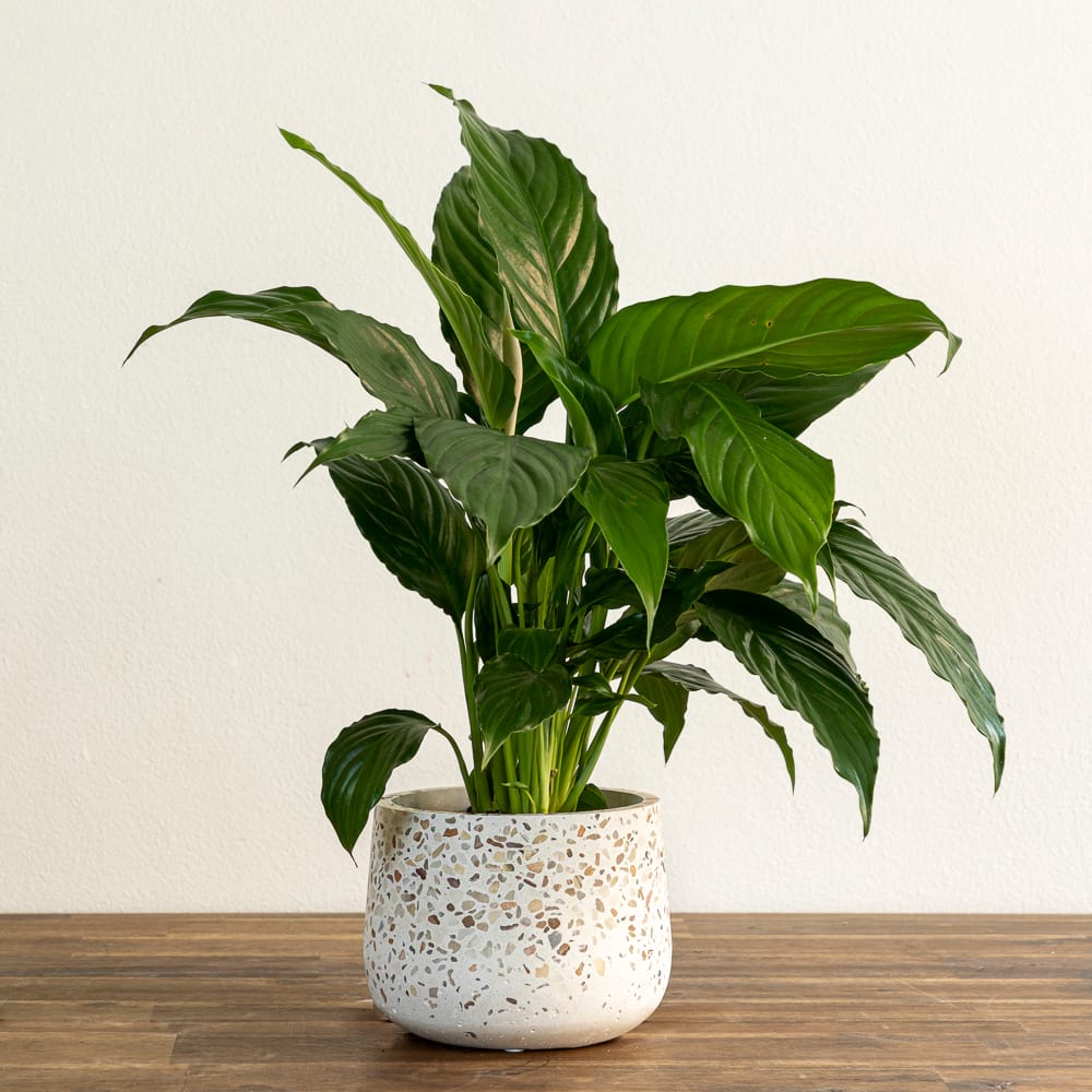 Peace Lily & Terrazzo Planter