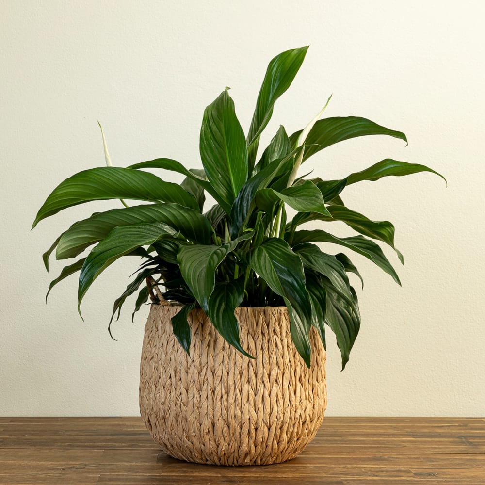 Large Peace Lily & Straw Basket