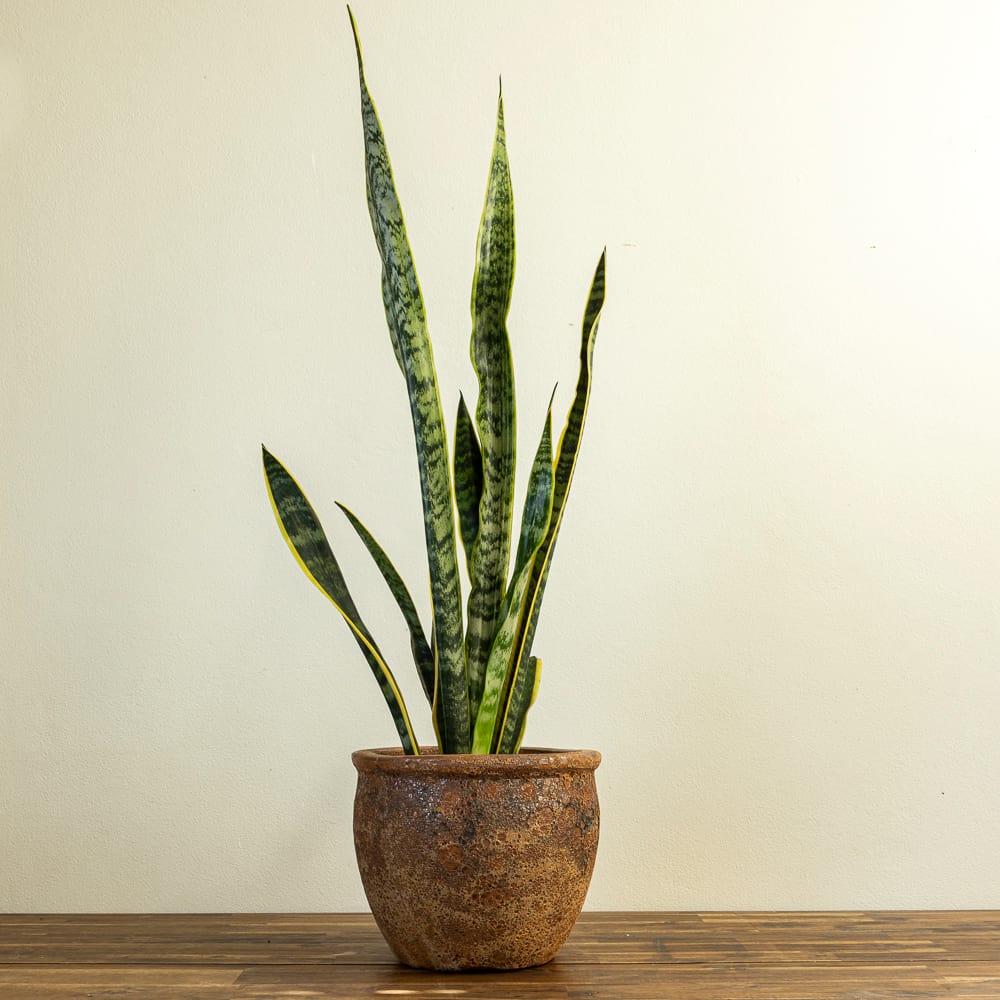 Sansevieria 