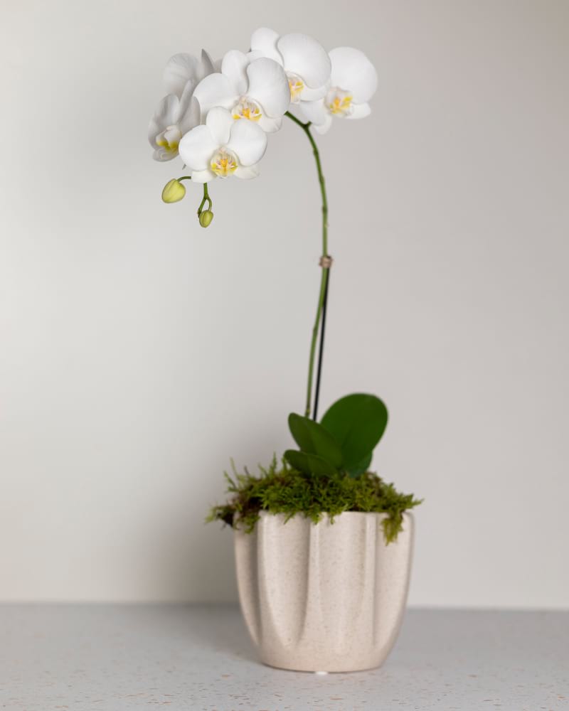 Potted Orchid