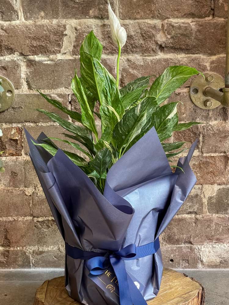 Variegated Peace Lily