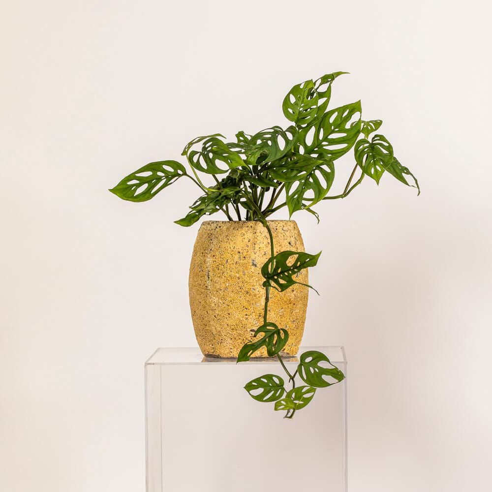 Adansonâ€™s Monstera â€˜Sweet Cheeseâ€™ plant in a textured white Atlantis pot, available at If The Florist in Maroubra, Sydney.