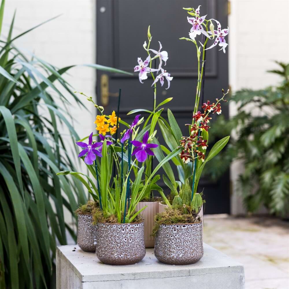 DANCING LADIES ORCHIDS - Mother`s Day Collection